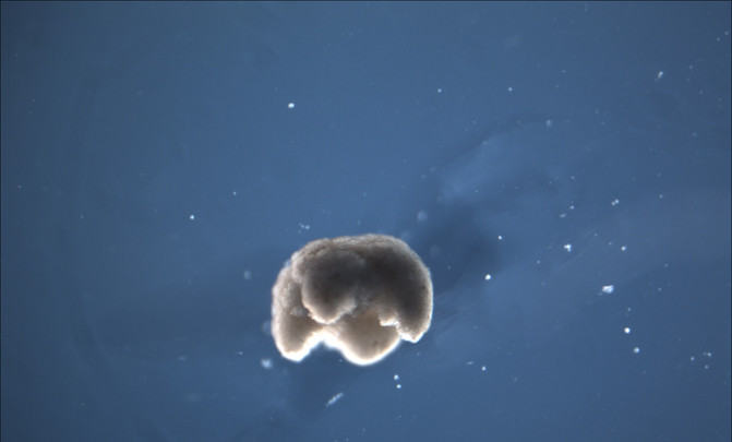 Biobots