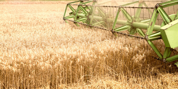 Combine harvester working in wheat field.