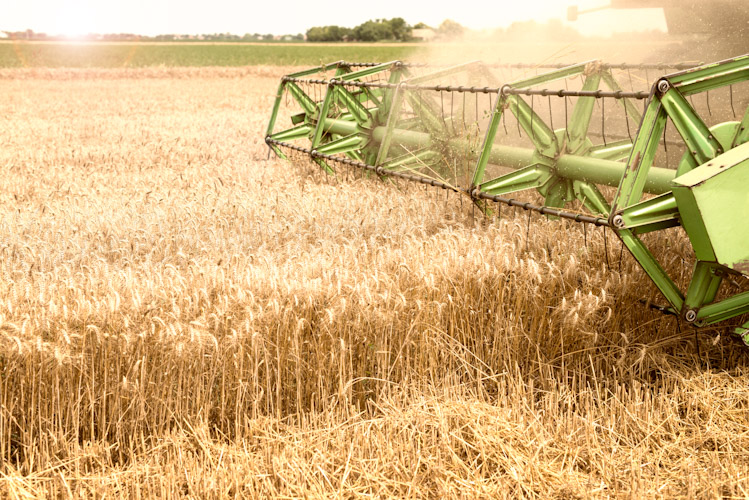 Combine harvester working in wheat field.